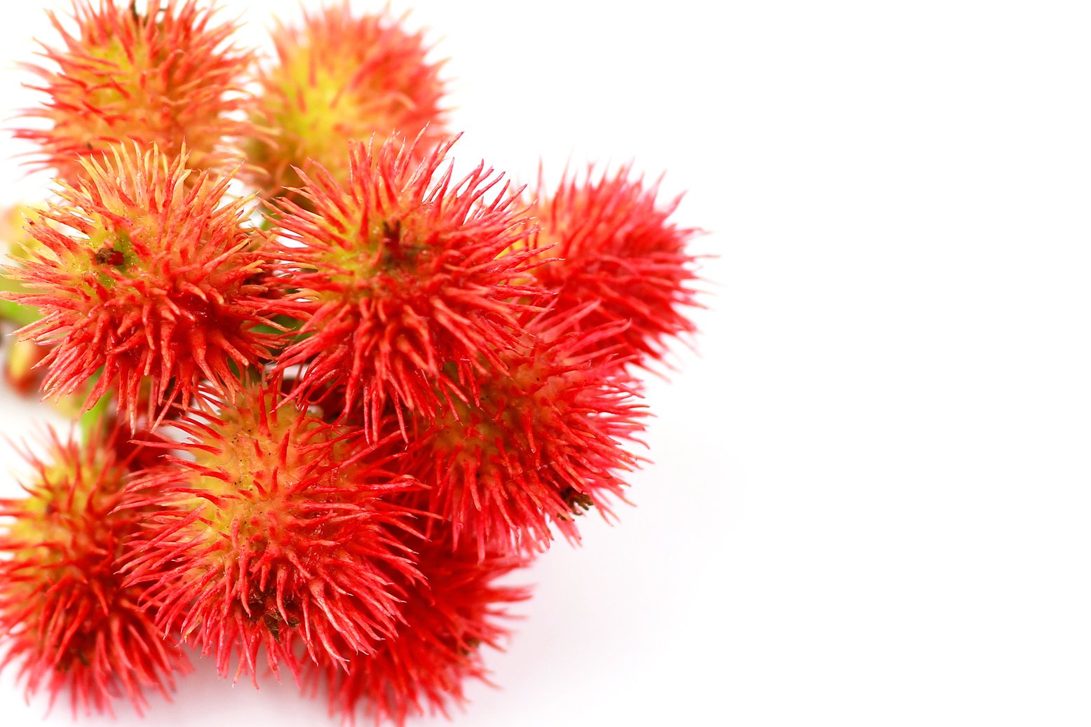 Castor oil plants close-up