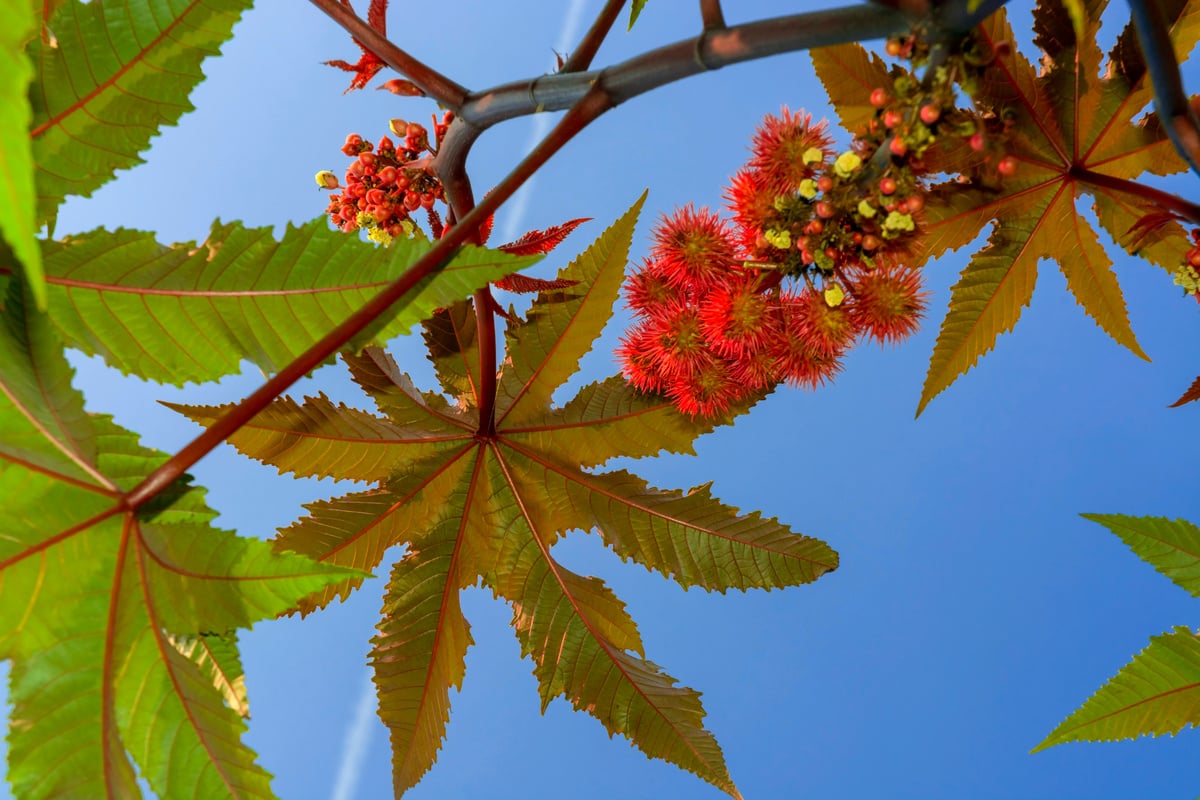 Castor oil plant